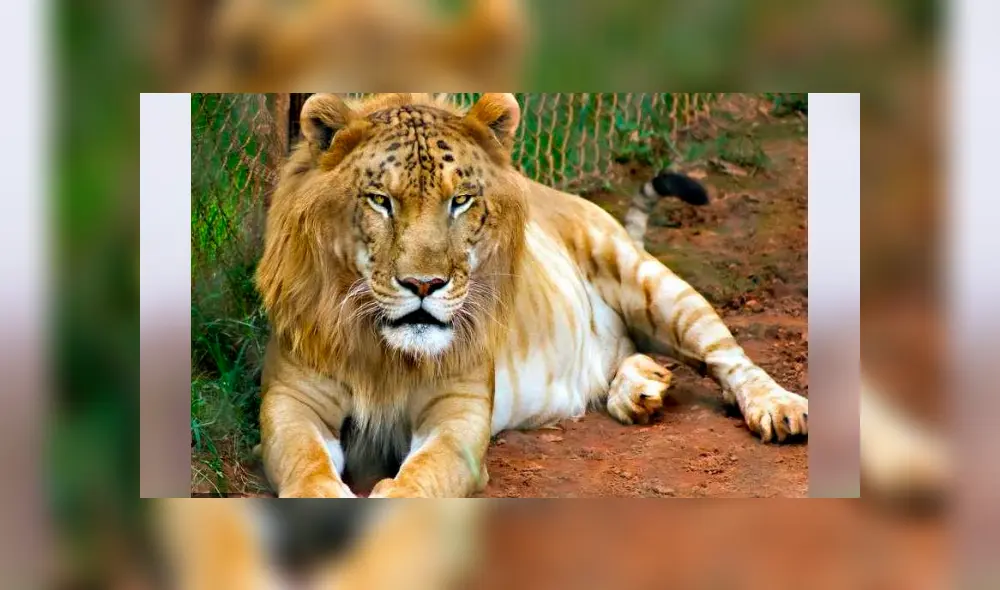 YouTube viral: leopardo y leona tuvieron cría que se volvió el felino más intimidante del mundo YouTube viral: leopardo y leona tuvieron cría que se volvió el felino más intimidante del mundo