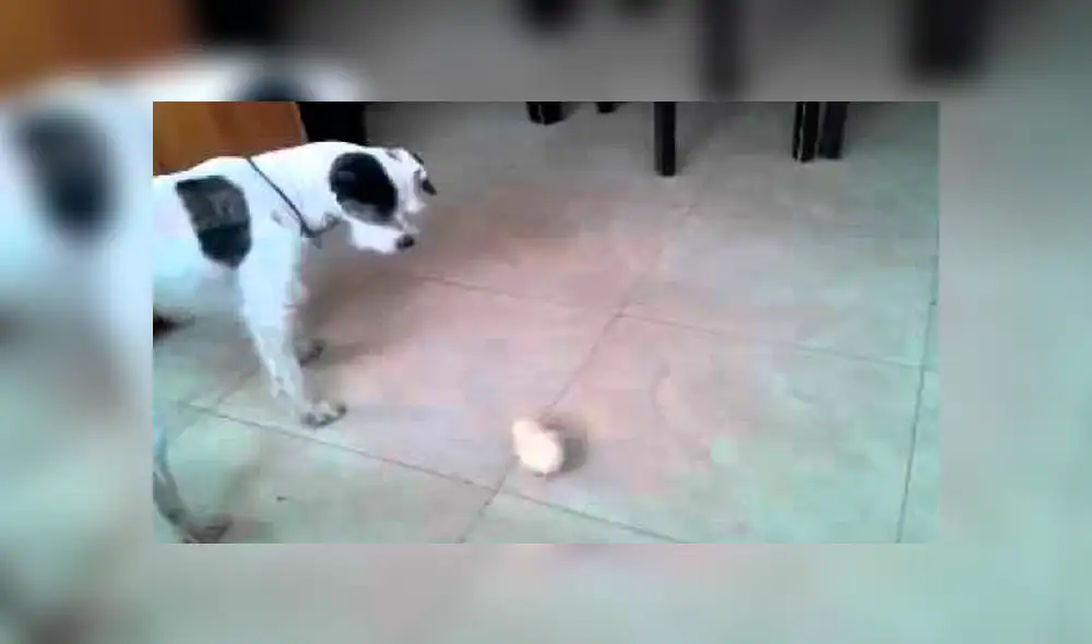 Video es viral en YouTube. Un tierno pollito se ganó el corazón de miles de personas, debido a que lo único que quería era estar calientito y tener compañía. Foto: Captura.