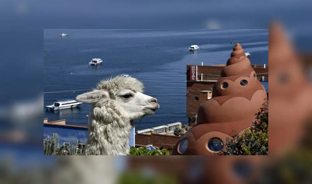 Picture of a llama taken in Copacabana, a Bolivian tourist town affected by the COVID-19 novel coronavirus pandemic, on Lake Titicaca near the border with Peru, 155 km west of La Paz, on June 18, 2020. - A Bolivian startup is offering a virtual llama petting zoo via videotelephony. (Photo by Aizar RALDES / AFP) Picture of a llama taken in Copacabana, a Bolivian tourist town affected by the COVID-19 novel coronavirus pandemic, on Lake Titicaca near the border with Peru, 155 km west of La Paz, on June 18, 2020. - A Bolivian startup is offering a virtual llama petting zoo via videotelephony. (Photo by Aizar RALDES / AFP)