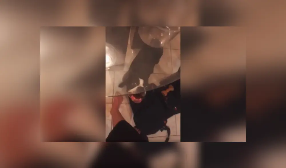 Desliza las imágenes para conocer la travesura que cometió un perro durante la fiesta sorpresa de su dueño. Foto: Captura. Desliza las imágenes para conocer la travesura que cometió un perro durante la fiesta sorpresa de su dueño. Foto: Captura.