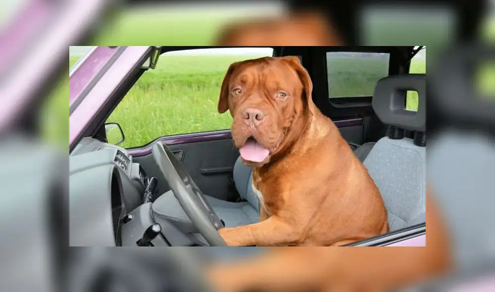 "Desearía poder inventar esto", aseguró la agente Heather Axtman. Fuente: foto referencial. "Desearía poder inventar esto", aseguró la agente Heather Axtman. Fuente: foto referencial.