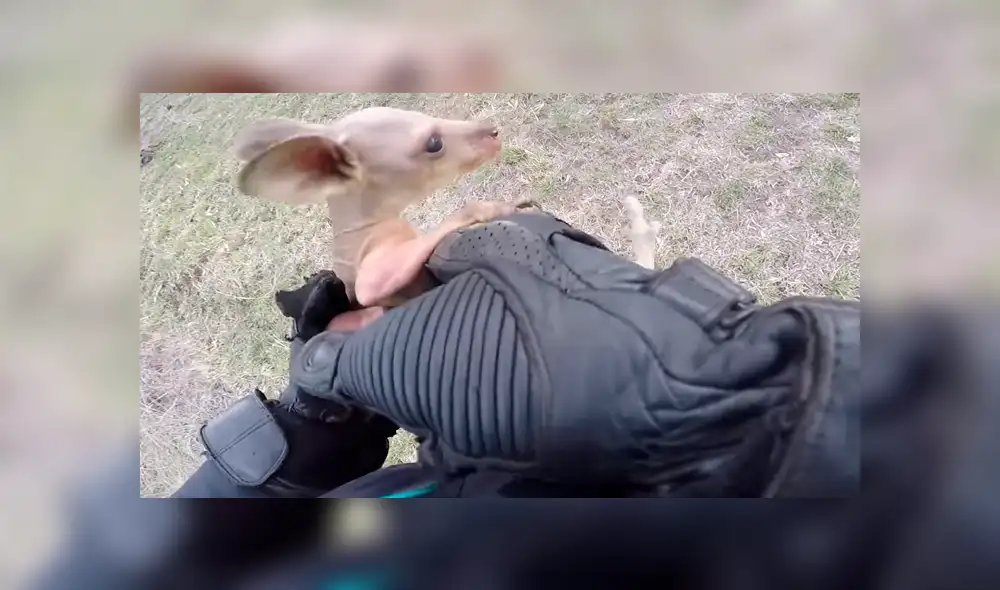 En YouTube, un motociclista recorría la carretera y encontró un canguro bebé que cayó de la bolsa de su mamá. En YouTube, un motociclista recorría la carretera y encontró un canguro bebé que cayó de la bolsa de su mamá.