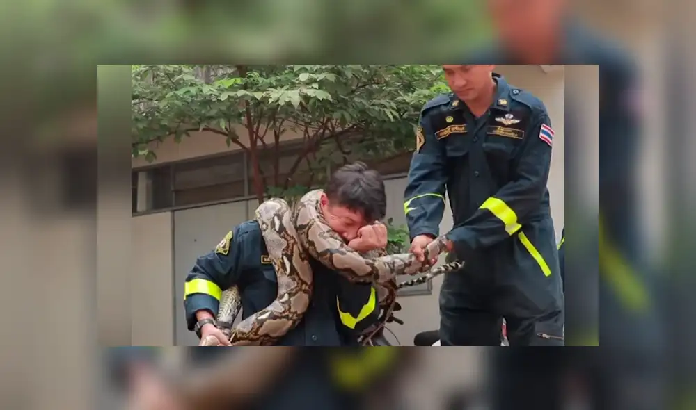 YouTube viral: Bombero es atacado por enorme pitón mientras hacía su show en vivo [VIDEO] 