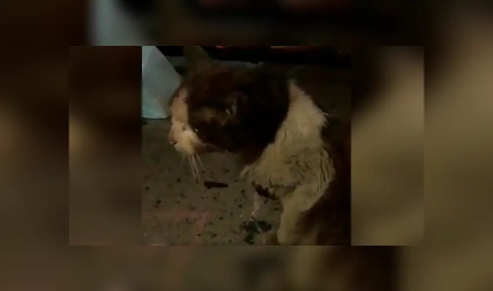 Desliza las imágenes para conocer la conmovedora historia de un gato que fue rescatado de la calle. Foto: Captura. Desliza las imágenes para conocer la conmovedora historia de un gato que fue rescatado de la calle. Foto: Captura.