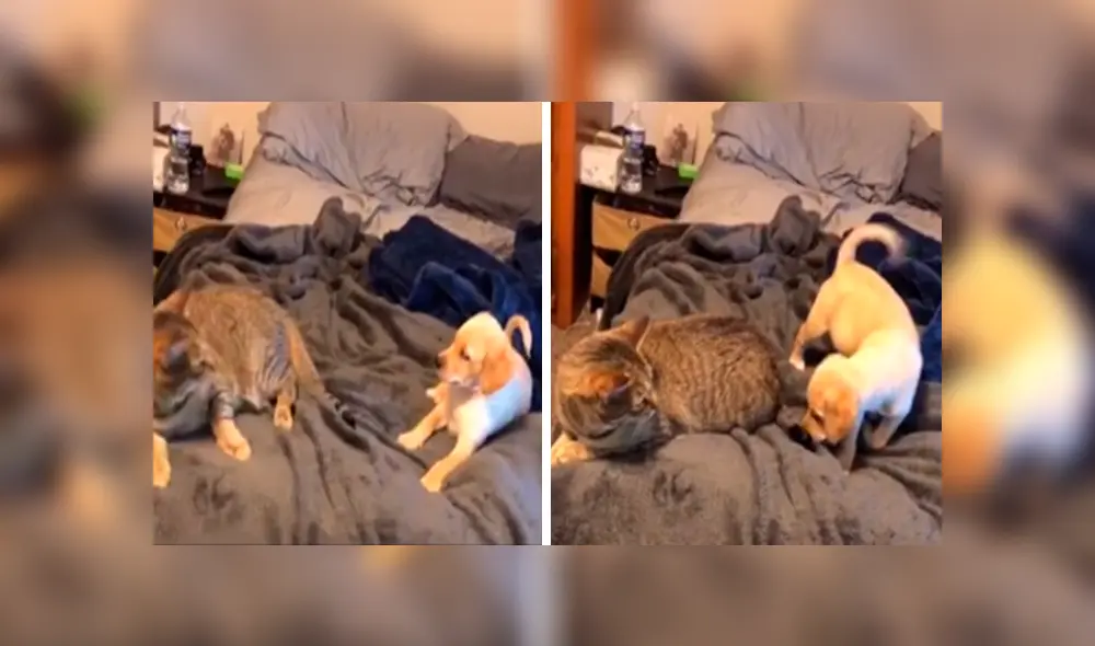 Desliza las imágenes para observar la inesperada reacción de un gato para evitar jugar con un travieso cachorro.
