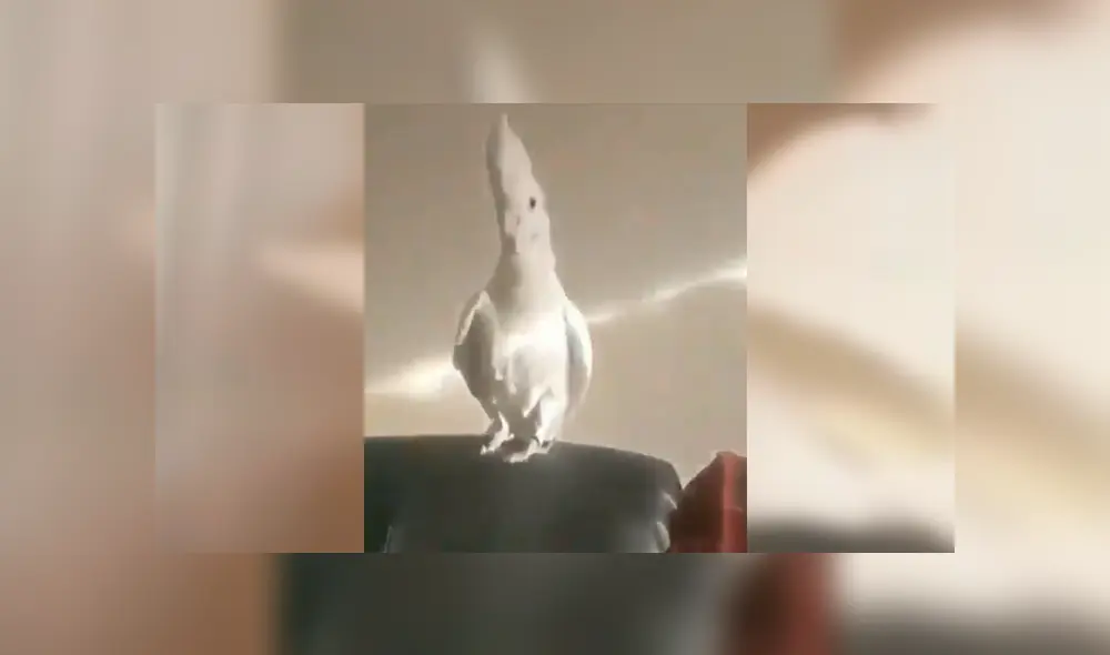 Facebook: Cacatúa tiene un insólita reacción al ver un increíble truco de magia de su dueño [VIDEO]