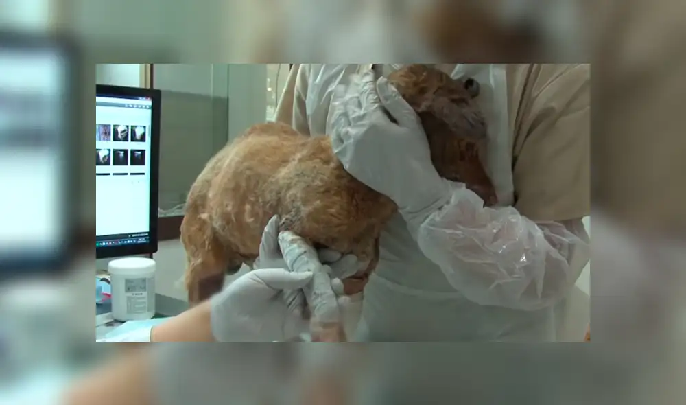 Facebook viral: Perro con quemaduras severas fue rescatado por un 'ángel' y ahora luce así [FOTOS]