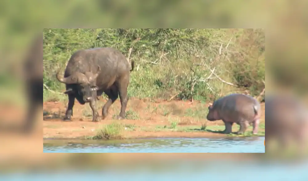 YouTube viral: bebé hipopótamo se enfrentó contra cocodrilo y enormes búfalos [VIDEO]