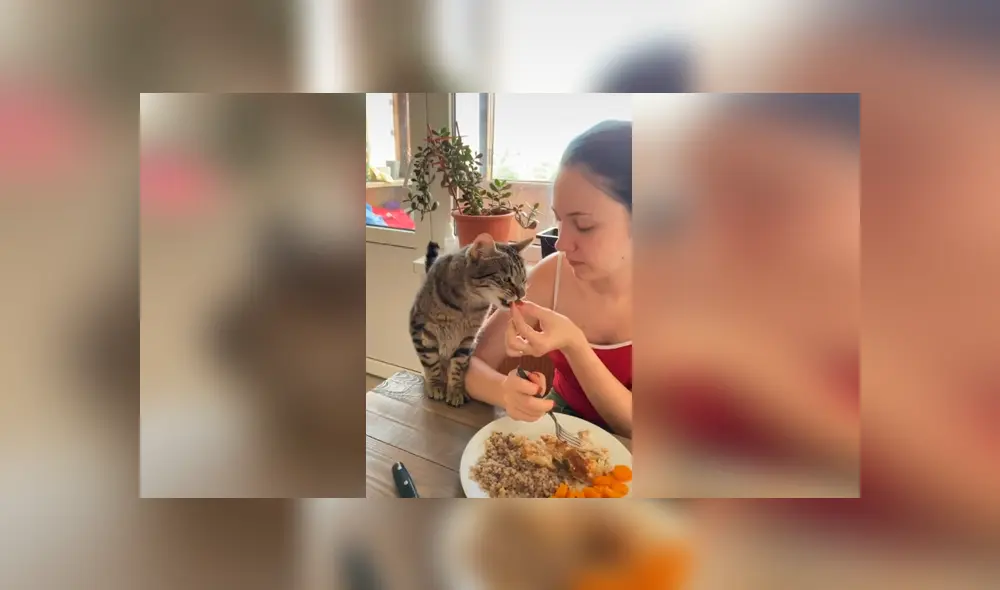 Desliza las imágenes hacia la izquierda para apreciar la acción de un gato para que su dueña le invite comida. Foto: Captura. Desliza las imágenes hacia la izquierda para apreciar la acción de un gato para que su dueña le invite comida. Foto: Captura.