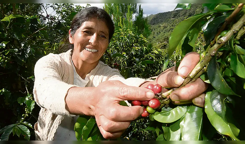 Desde Puno, las manos del mejor café del mundo Desde Puno, las manos del mejor café del mundo