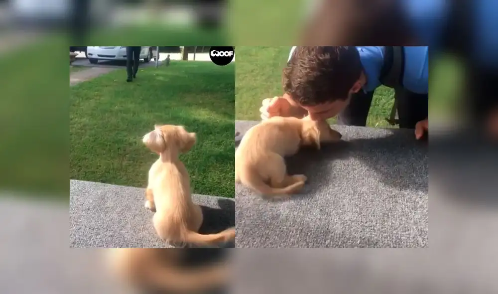 Desliza las imágenes para ver la emotiva escena que protagonizó un cachorro al reencontrarse con su dueño tras la cuarentena. Foto: Woof Woof Desliza las imágenes para ver la emotiva escena que protagonizó un cachorro al reencontrarse con su dueño tras la cuarentena. Foto: Woof Woof