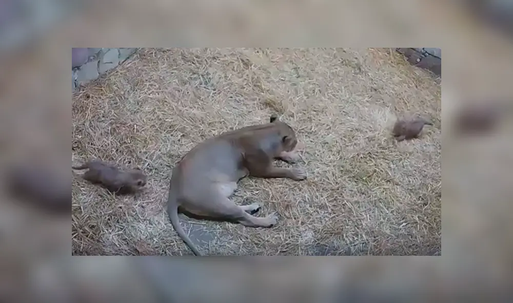 Felinos protagonizaron una graciosa escena que ha desatado más de una carcajada en YouTube y otras redes