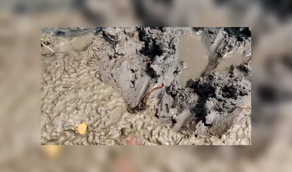 En Facebook se viralizó el misteriosos hallazgo que hizo un chico al encontrar peligrosas criaturas. En Facebook se viralizó el misteriosos hallazgo que hizo un chico al encontrar peligrosas criaturas.