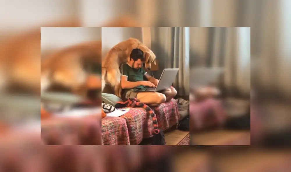 Desliza para ver más imágenes de este travieso perro que hizo reír a todos. (Foto: captura / TIkTok)
