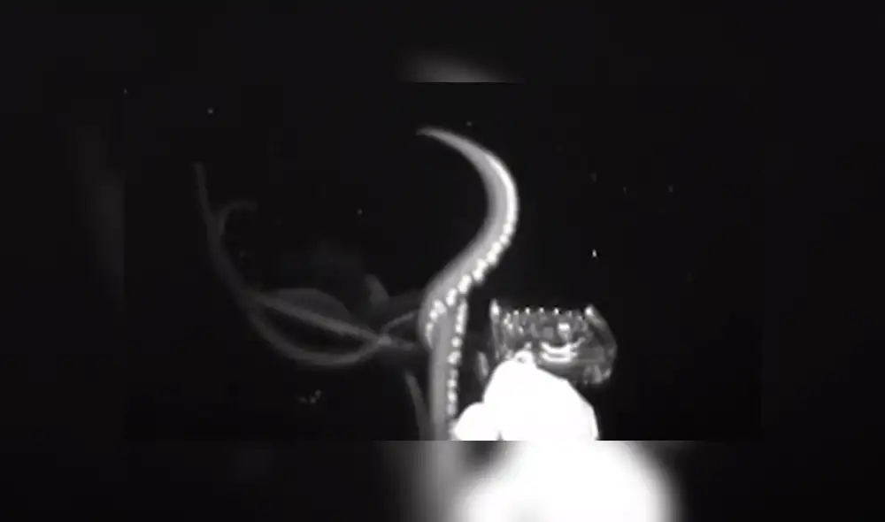 Científicos captan 'misteriosa criatura' en las profundidades del mar. Científicos captan 'misteriosa criatura' en las profundidades del mar.