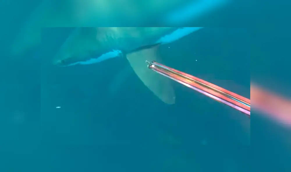 Video es viral en Facebook. Hombre grabó el impactante encuentro que tuvo con un tiburón blanco, cuando se encontraba pescando con un grupo de amigos