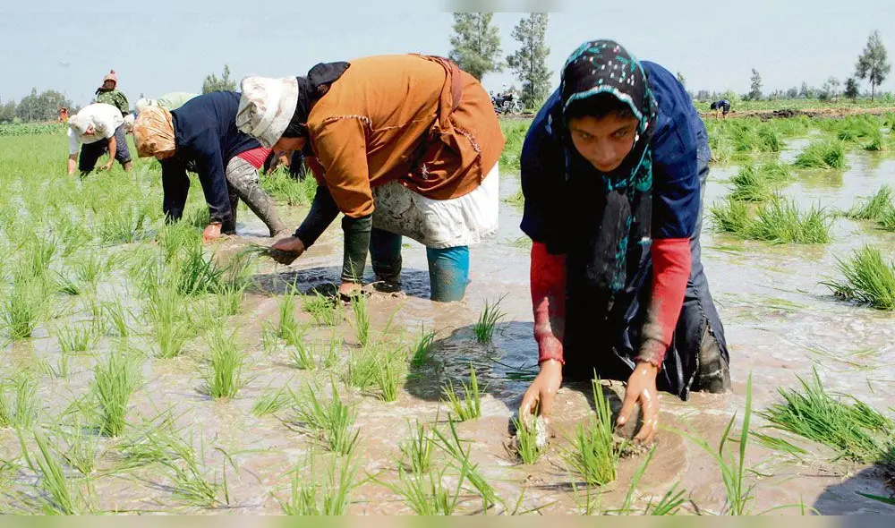 Lambayeque: CGTP exige al Gobierno medidas urgentes para agricultores del valle Chancay 