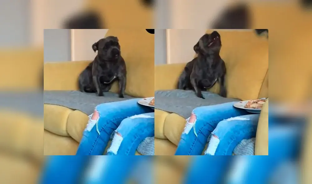 Desliza las imágenes para ver la peculiar conducta que tuvo un perro para recibir un poco de comida de su dueño. Foto:Google