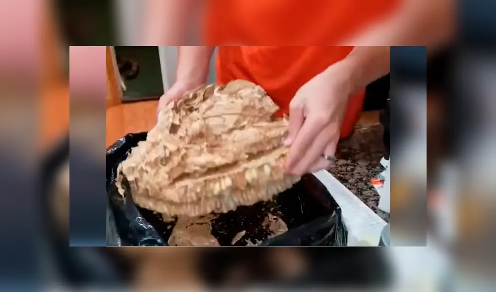 Si quieres ver lo que encontró un joven de Estados Unidos dentro de una bolsa, desliza cada imagen de YouTube hacia la izquierda.