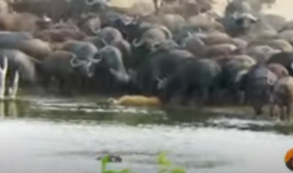 Desliza hacia la izquierda para ver las imágenes del video viral. Foto: captura de YouTube.