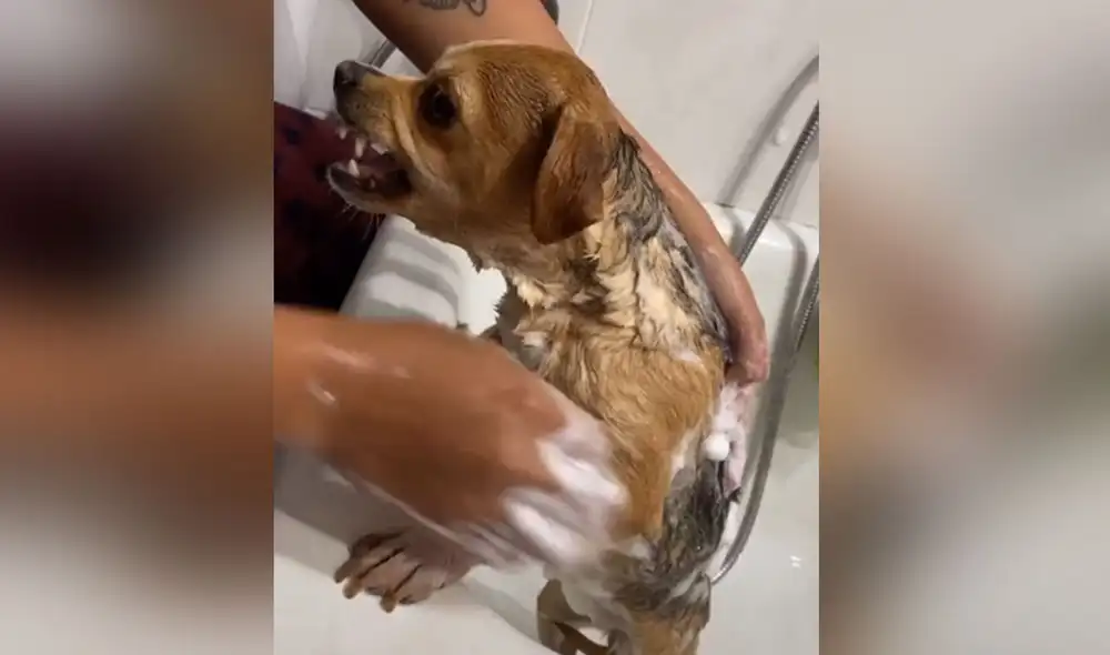 Desliza hacia la izquierda para ver más imágenes de esta graciosa escena que es viral en redes sociales. Foto: captura de TikTok