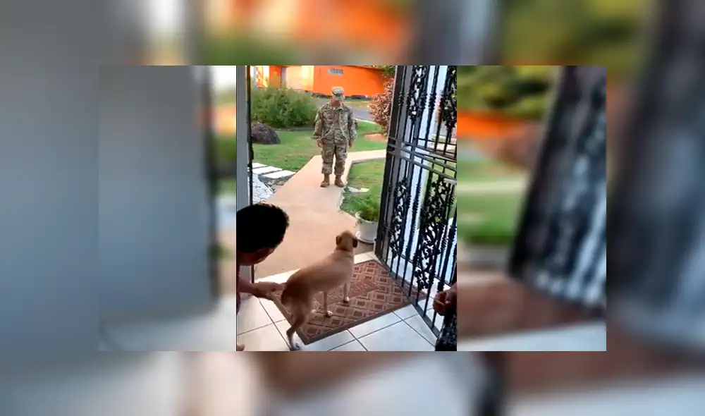 En YouTube, un joven militar retornó a su hogar tras meses de ausencia y recibió un tierno abrazo de su mascota. En YouTube, un joven militar retornó a su hogar tras meses de ausencia y recibió un tierno abrazo de su mascota.