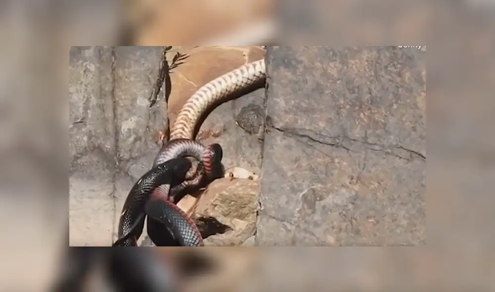 Facebook viral: gigantesca culebra canibal 'asesina' a pequeña criatura venenosa [VIDEO]