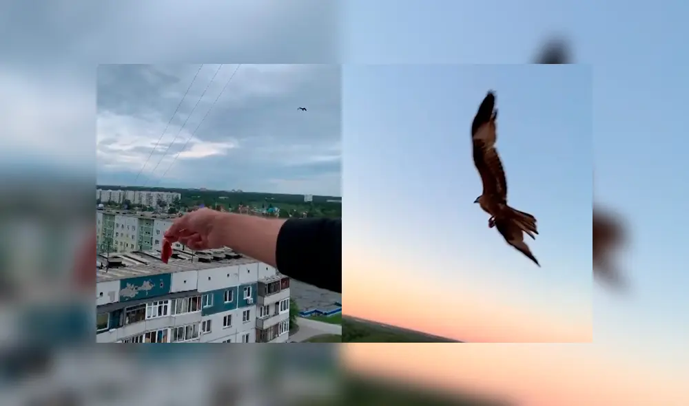 Desliza la imagen para verlas todas. Foto: nikolaybelozerov312 / CaterClips / YouTube