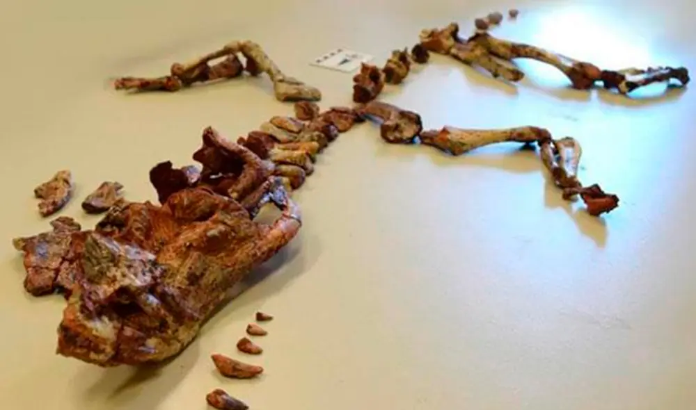 Hallan una extraña especie de dinosaurio en Brasil [FOTOS]