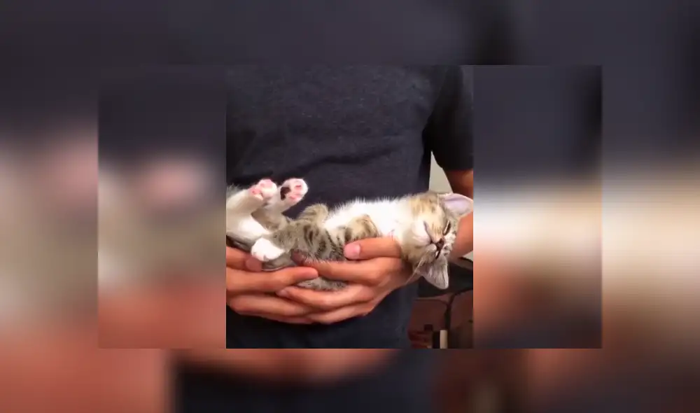 Desliza las imágenes hacia la izquierda para conocer el curioso comportamiento de un gato al estar cerca de su dueño.