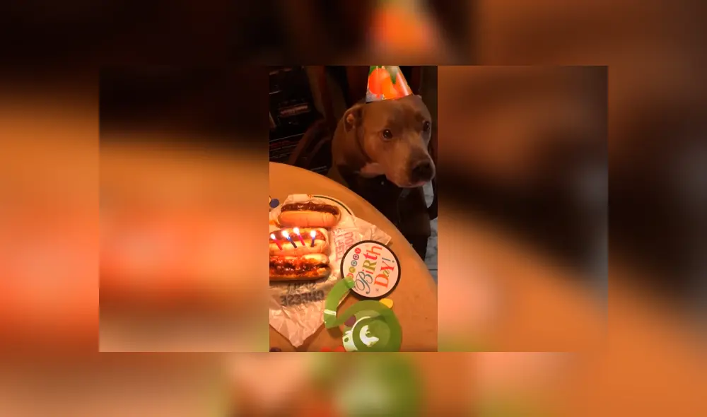 Desliza las imágenes para conocer la sorpresa de cumpleaños que preparó una pareja para su perro. Foto: Captura. Desliza las imágenes para conocer la sorpresa de cumpleaños que preparó una pareja para su perro. Foto: Captura.