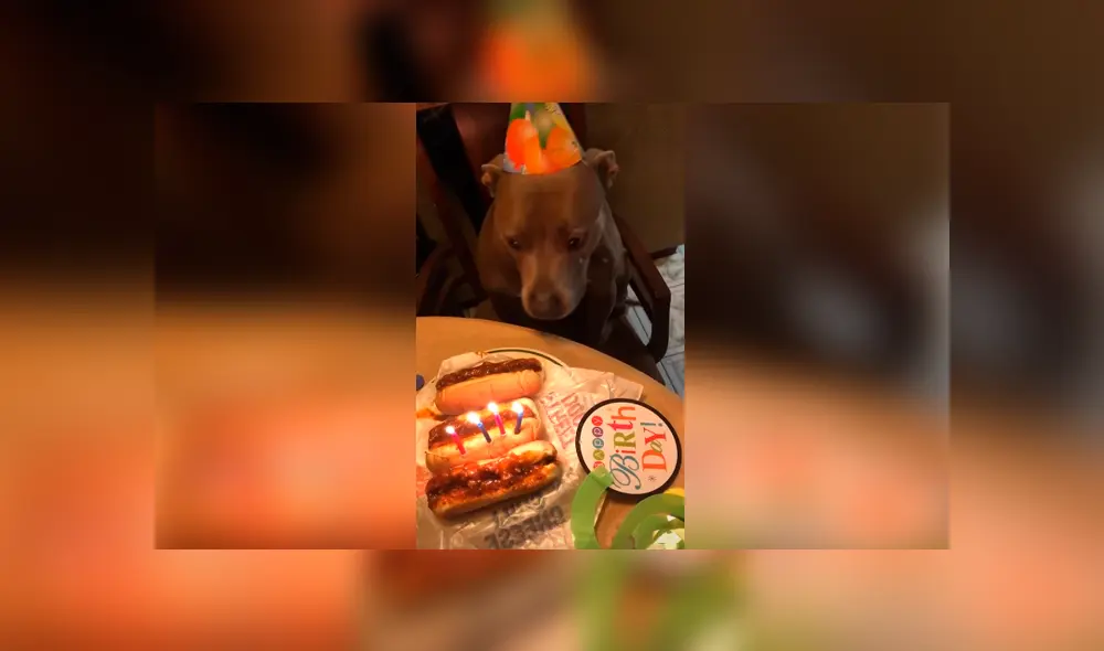 Desliza las imágenes para conocer la sorpresa de cumpleaños que preparó una pareja para su perro. Foto: Captura. Desliza las imágenes para conocer la sorpresa de cumpleaños que preparó una pareja para su perro. Foto: Captura.