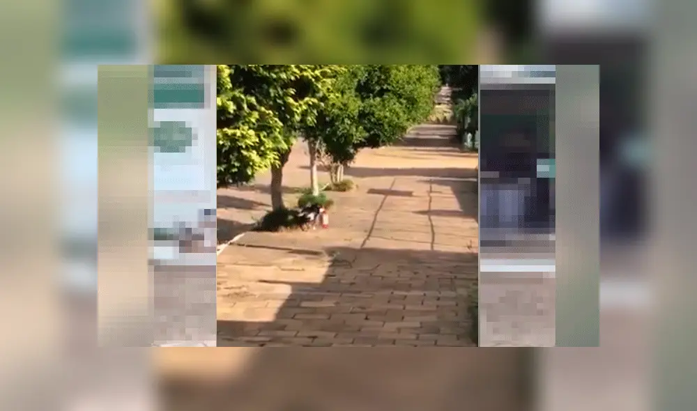 ‘Perrito’ roba comida de Petshop y causa sensación en las redes sociales [VIDEO]