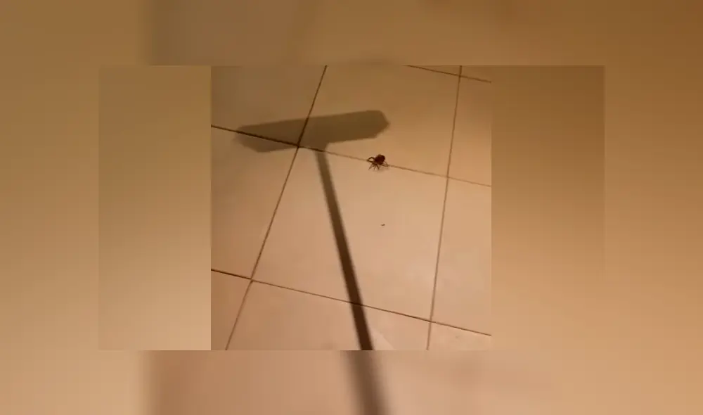 YouTube viral: encuentra araña con miles de sus crías, la mata y ocurre esto [VIDEO]