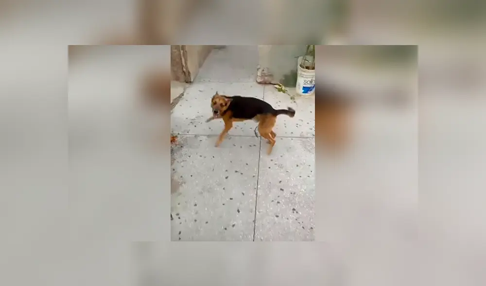 Desliza las imágenes para conocer la emotiva acción de un perro cuando su dueño regresa a casa. Desliza las imágenes para conocer la emotiva acción de un perro cuando su dueño regresa a casa.