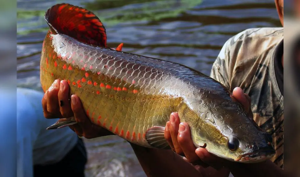 Experta señala que la conservación de las áreas naturales protegidas garantizará la seguridad alimentaria en la Amazonía Experta señala que la conservación de las áreas naturales protegidas garantizará la seguridad alimentaria en la Amazonía