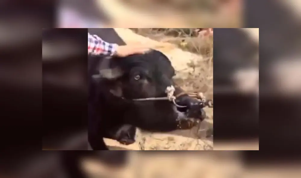 Desliza para enterarte de la historia de esta vaca preñada que se rehusaba a ir al matadero. Foto: Captura.