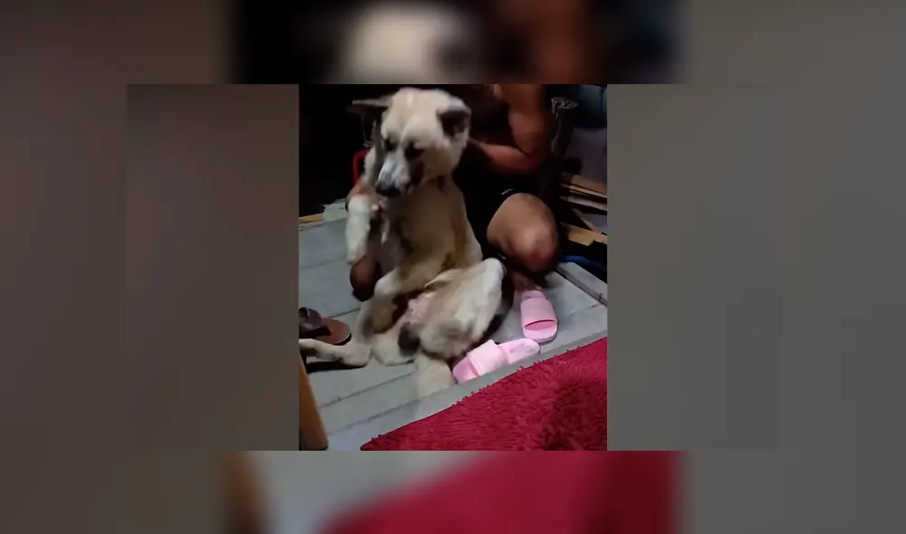 YouTube viral: perrito no quiso que dueño lo bañe y fingió su muerte [VIDEO]