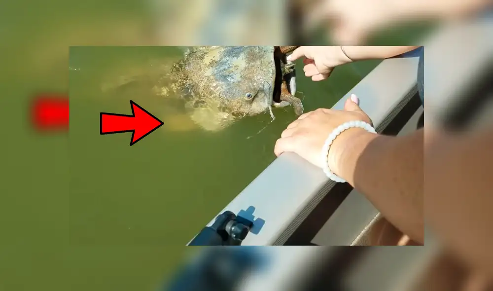 YouTube viral: gigantesco 'pez gato' aparece y encuentran increíble criatura en su interior [VIDEO]