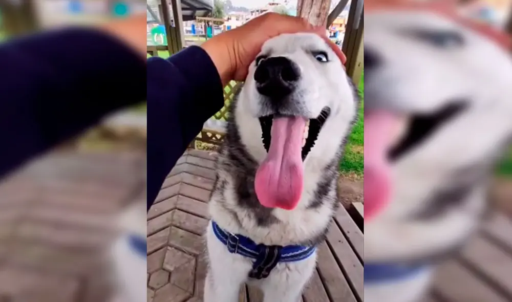 Desliza las imágenes para conocer la historia de un perro que consiguió un nuevo hogar al acogido de la calle. Foto: Captura de Facebook