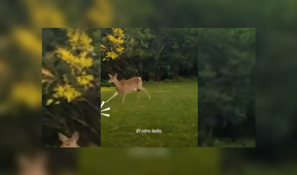 Video es viral en Facebook. Mujer grabó el conmovedor comportamiento que tuvo el animal mientras ayudaban a rescatar al ciervo bebé. Fotocaptura: YouTube