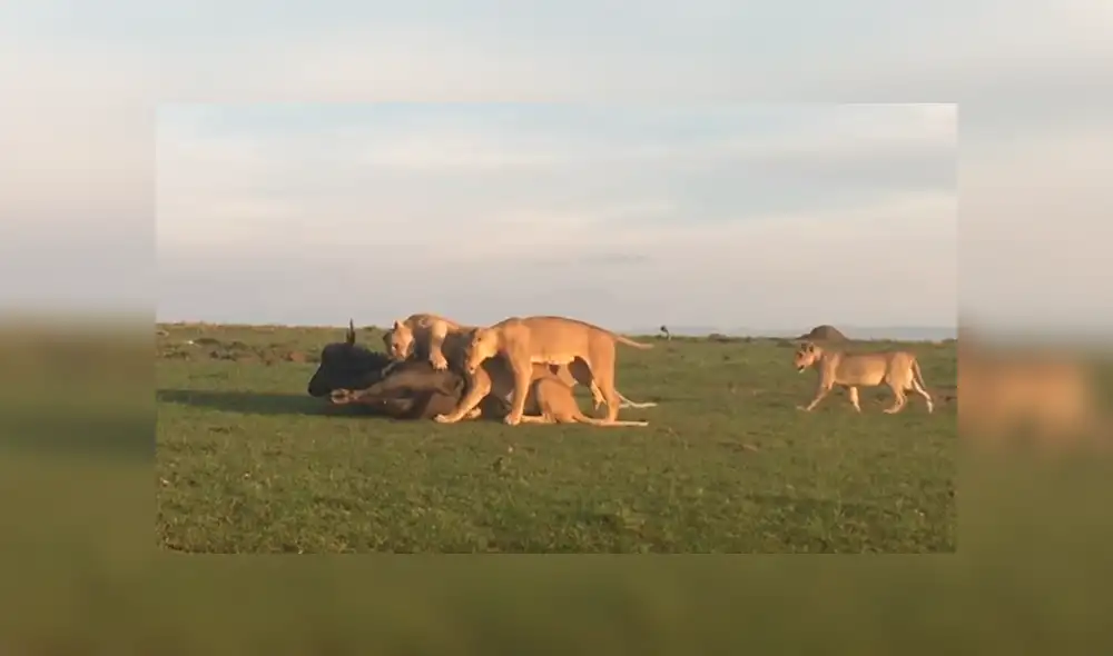 YouTube viral: estas son las sobrecogedoras imágenes de cuando leones devoran a enorme búfalo [VIDEO]