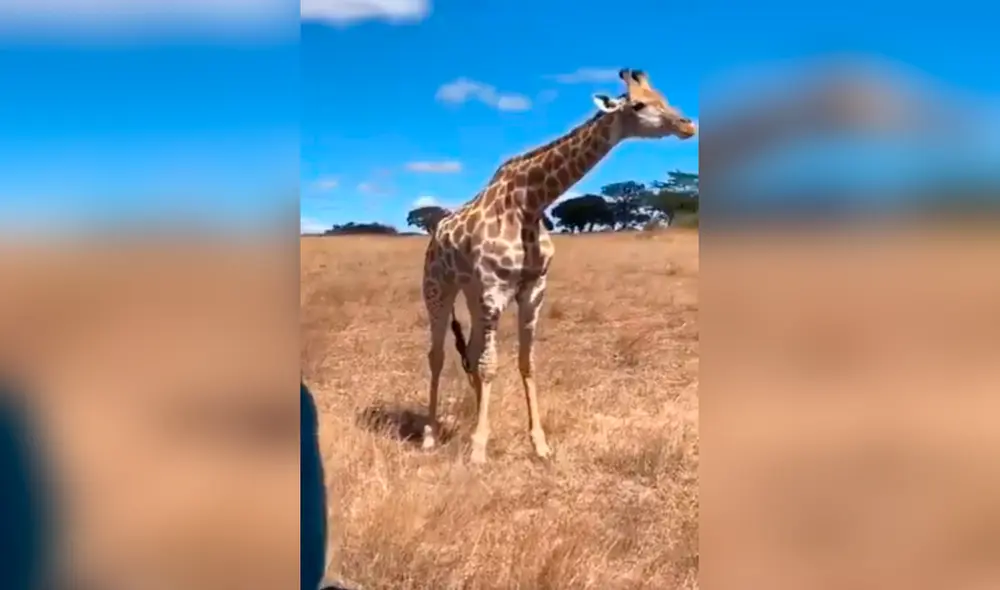 Facebook - animales Facebook - animales