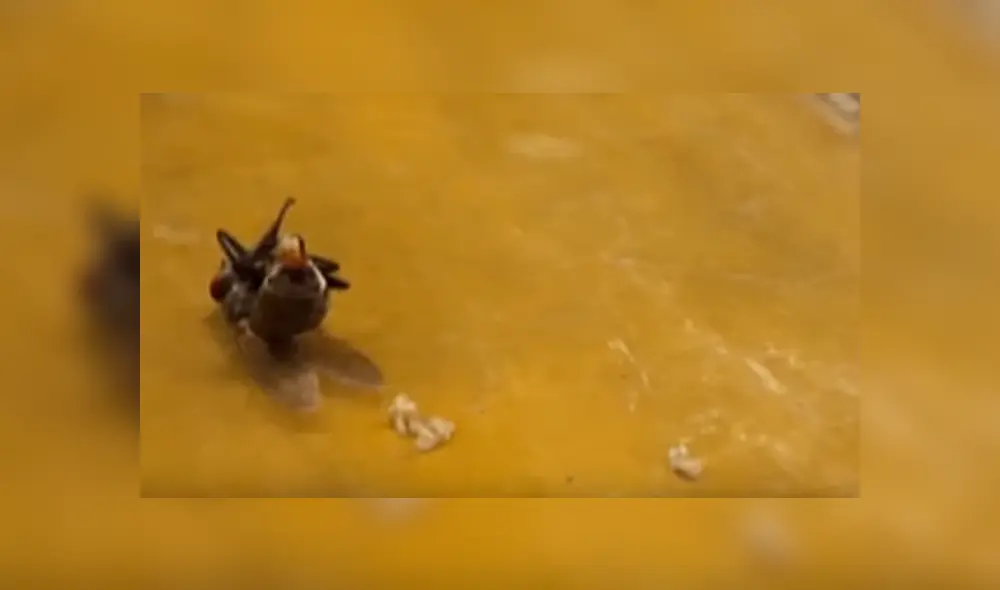 YouTube viral: enorme mosca ingresa a casa para expulsar cientos de larvas y joven queda asqueado [VIDEO]