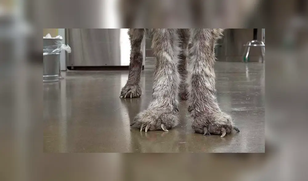 Desliza para ver las fotos de este perro que enamoró a todos en Facebook. Foto: Captura. Desliza para ver las fotos de este perro que enamoró a todos en Facebook. Foto: Captura.