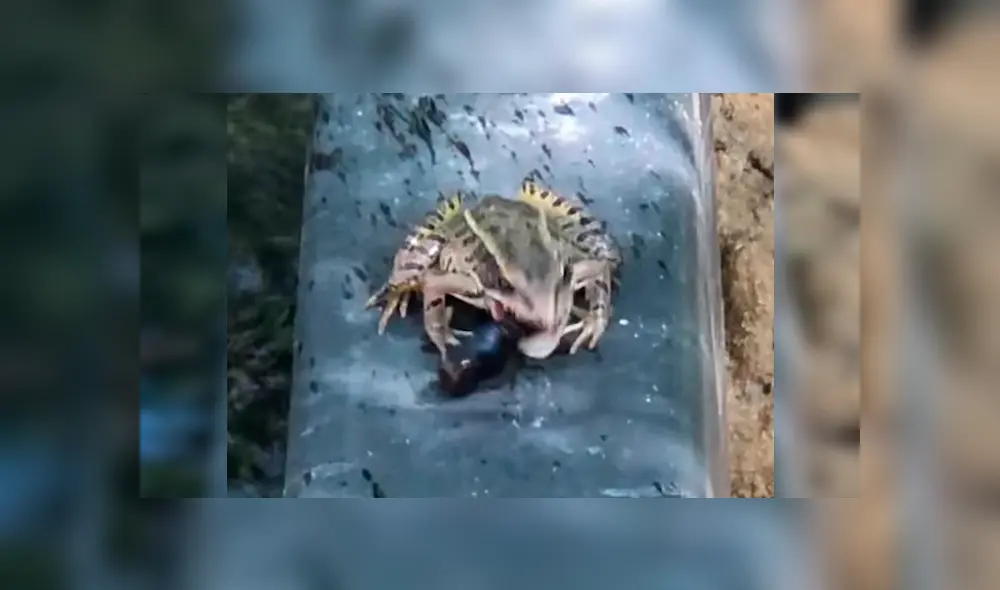 Escarabajo es engullido por feroz rana, sin imaginar que sobreviviría por su sabor repugnante [VIDEO] 