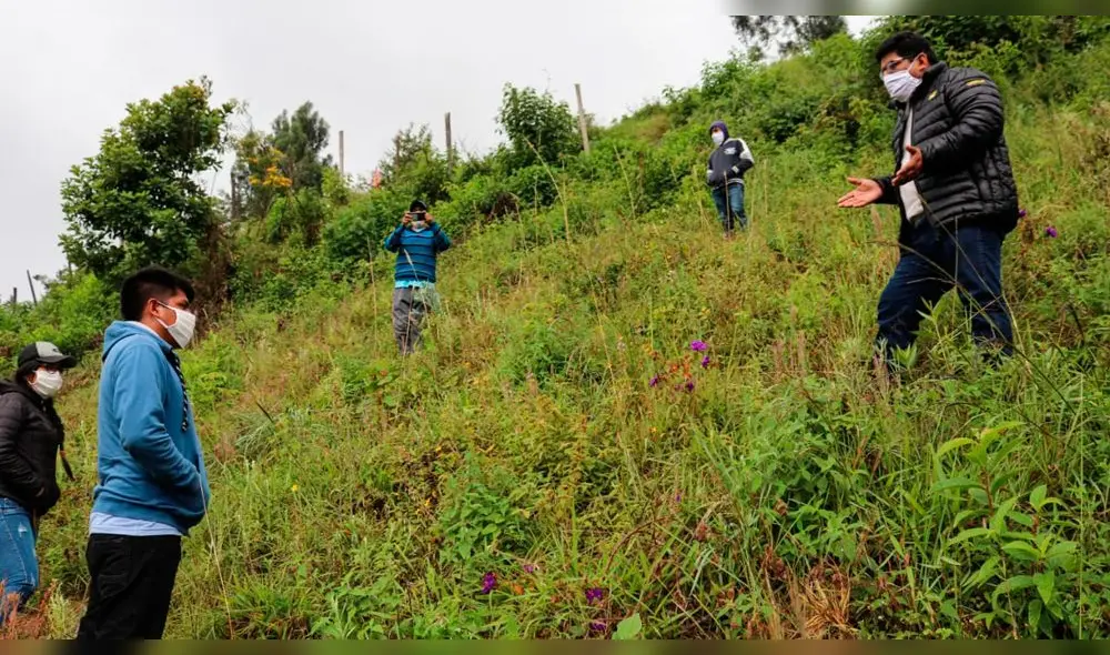 Siembra del árbol de la quina Siembra del árbol de la quina