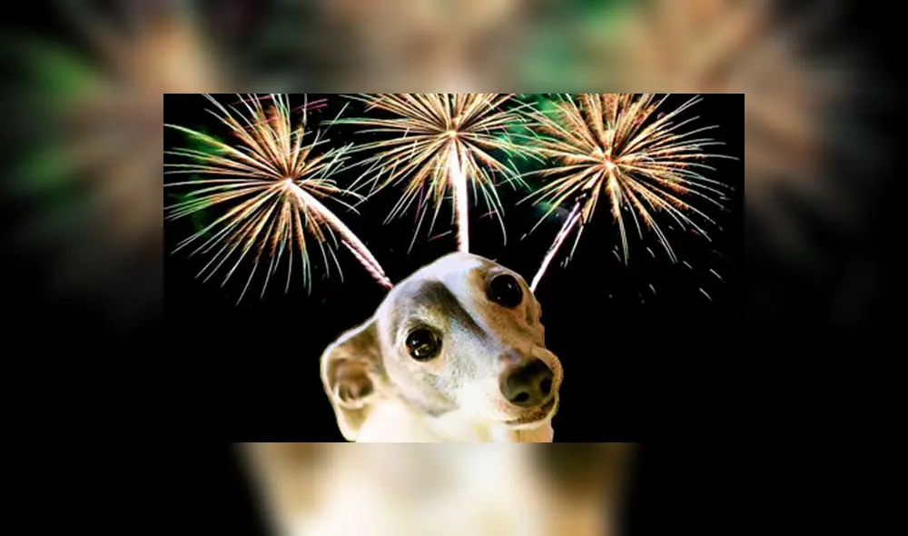 Navidad: este método evita que tu perro sufra por la pirotecnia [VIDEO]