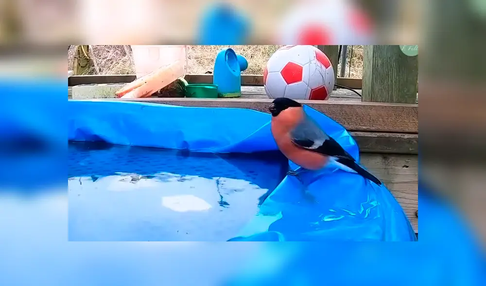 Desliza la imagen para ver a todos los animales que se apoderaron del lugar. Foto: Newsflare/YouTube