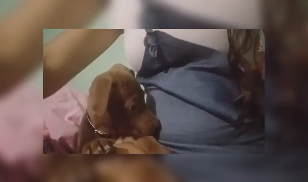 En Facebook, un perro bebé quedó sorprendido al sentir los movimientos de a barriga de su dueña.